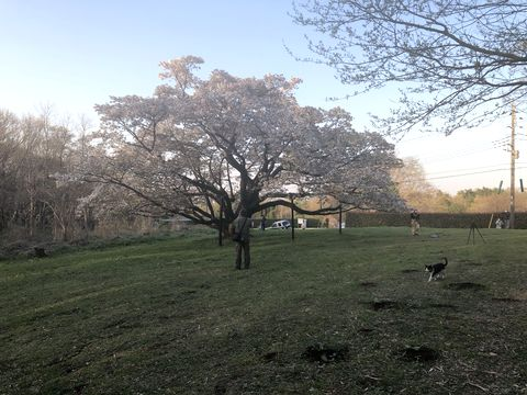 一本桜と守り猫